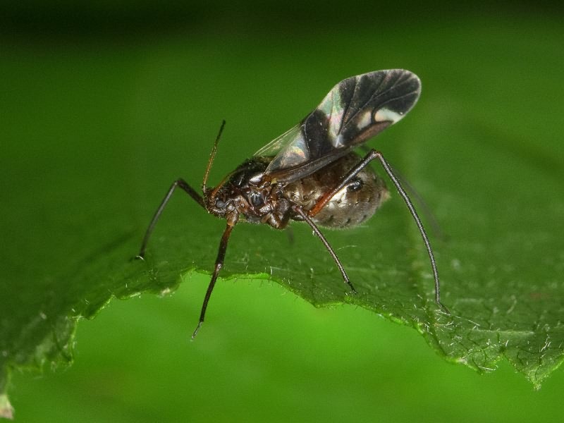 Aphididae